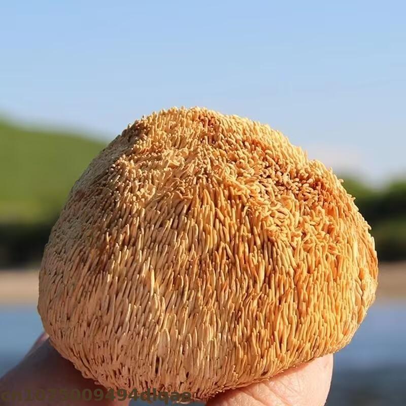 Premium Dried Lion's Mane Mush - Soap Making Home avis et prix